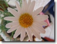 B�l� p�n� l�ta