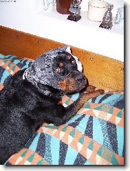 Babi�ko,pro� m� tak velk� o�i?