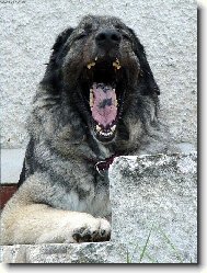 �ek�n� na pe��nku