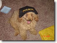 Ben�k ve slu�b�