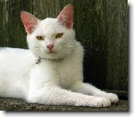 Sle�na ko�i��