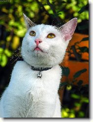 Zaujet� ko�i��