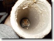 Moje mal� Pi�tinka