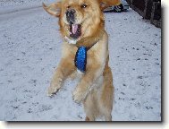 Retr�vr nebo �au �au