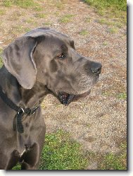 jsem kr�l.m�m �lechtick� v�raz