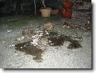 Je�ci na ve�e�i