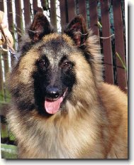 Belgick� ov��k-Tervueren