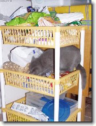 tady n�kde to pr� v�echno je...sam� sladkost