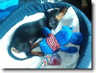 nov� kamar�d v nov�m domov�