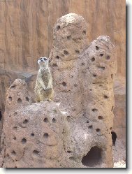 Nep��tel na obzoruuuu