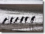 ryb��i na Ro�umberku