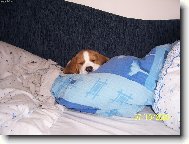 Sladk� sny str��ku Fido