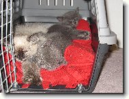 neru�en� span�