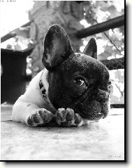 Kdy� je buldo�ce zase smutno..