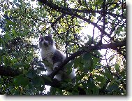 M��a v korun�ch strom�...