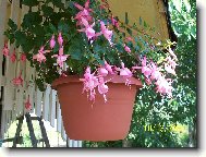 r��ov� princezna