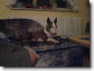 Jsem gau�ov� pes...