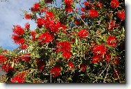 �erven� chm���