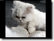 Velk� �ten��