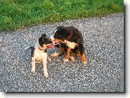 Meggi �ept� Audi