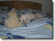 ply�ov� kamar�d taky kamar�d