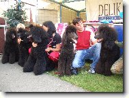 Cel� moje ps� rodina