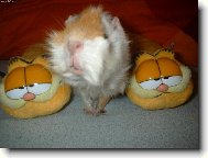 Mor��tko Bobinka