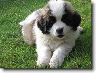 Nov� p��rustek do rodiny