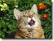 Asi toho pt��ka slupnu!