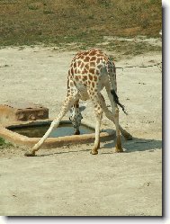 �IRAFA (Jak pije �irafa?)