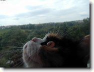 Ko�i�� pohled z okna