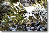 Zimn� v�tvi�ka