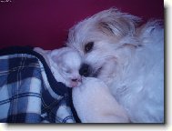 Mate�sk� ps� l�ska