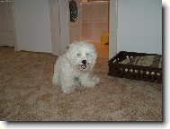 cha ch�, babi�ku u� jsem se�ral a te� zblajznu karkulku.