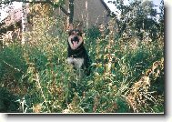 poctiv� hl�d�m...