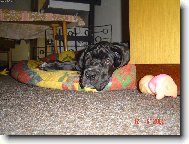 Cyrillius Regia Uttis - 2 m�s.