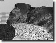 siesta 2,5m�s.-O �em dogy sn�?