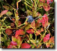 Posledn� bor�vka