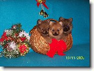 V�no�n� �t��ata z Nov�ho Alborgu