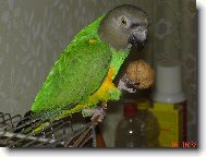 Papou�ek Senegalsk�