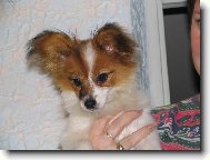 Estel Porubsk� kv�t