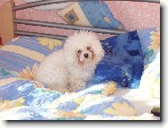 Bi�onek Amynka