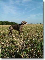 Ambra od Voka�ovsk�ho rybn�ka