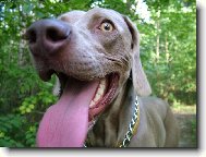 Ambra od Voka�ovsk�ho rybn�ka