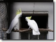 Kakadu �luto�e�elat�