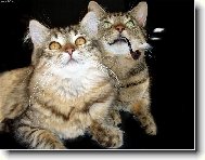 trysk�� a vokurka