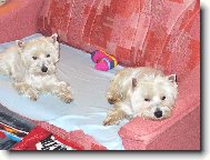 Odpo�inek na�ich west�k�