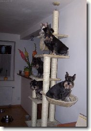 Pro� tomu v�ichni ��kaj� ko�i�� strom???