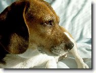 sta�� u� jen nahodit profesion�ln� �sm�v