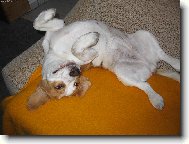 J�linka